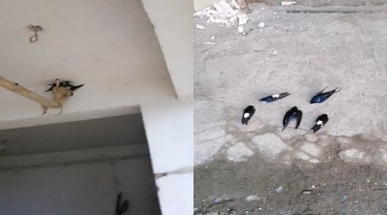 AKŞEHİR’DE SOĞUK HAVA YABAN KUŞLARINI VURDU