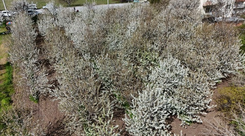 AKŞEHİR KİRAZ BAHÇELERİ BEYAZ GELİNLİĞİNİ GİYDİ: ÜRETİCİLER BU YILDAN UMUTLU