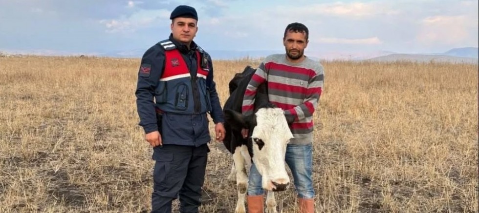 KAYIP BÜYÜKBAŞ HAYVANI JANDARMA BULDU