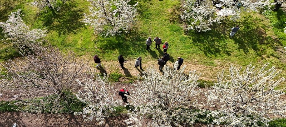 AKŞEHİR KİRAZ BAHÇELERİ BEYAZ GELİNLİĞİNİ GİYDİ: ÜRETİCİLER BU YILDAN UMUTLU