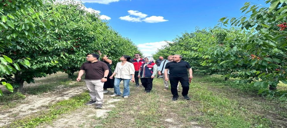 ÇİN GÜMRÜK HEYETİ SULTANDAĞI’NDA KİRAZ BAHÇELERİNİ İNCELEDİ: HEDEF ÇİN PAZARINDA DAHA GÜÇLÜ YER ALMAK