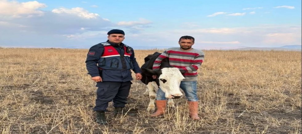 KAYIP BÜYÜKBAŞ HAYVANI JANDARMA BULDU