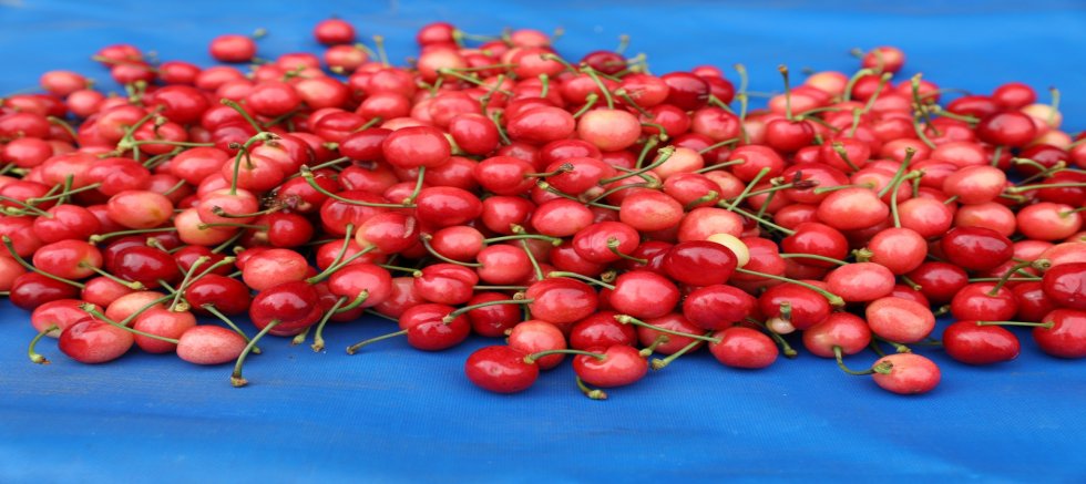 MANİSA’DA ERKENCİ KİRAZ HASADI BAŞLADI: İLK ÜRÜN KİLOSU 6 BİN TL’DEN SATILDI 