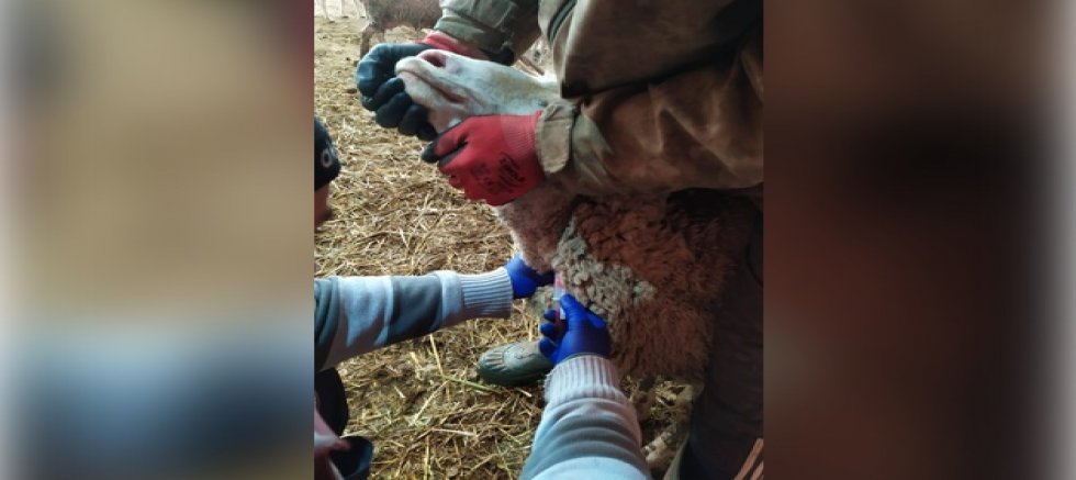  ŞAP HASTALIĞINA YÖNELİK SERO-SURVEY ÇALIŞMALARI TAMAMLANDI