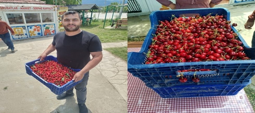 SULTANDAĞI'NDA ERKENCİ KİRAZ HASADI BAŞLADI 