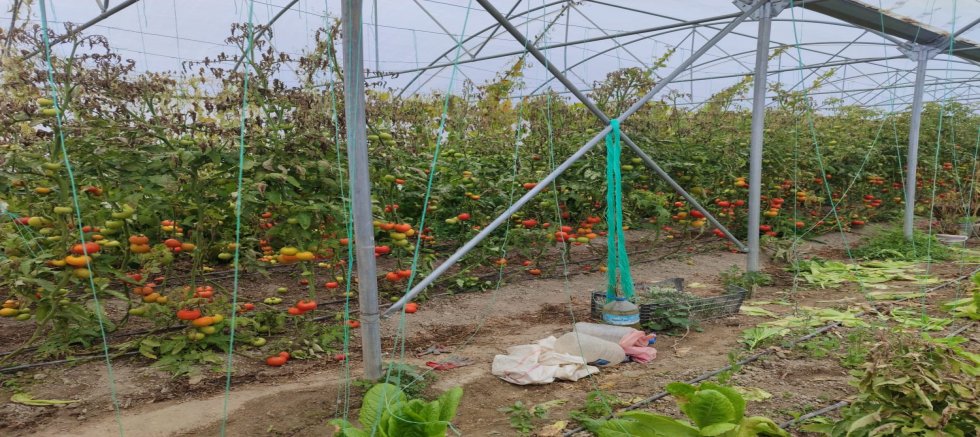 “YENİDEN HAYAT BULAN KİRAZ BAHÇELERİ” PROJESİNDE ÖNEMLİ ADIM!