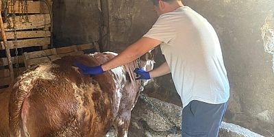 AKŞEHİR’DE BÜYÜKBAŞ HAYVANLARA AŞILAMA ÇALIŞMALARI SÜRÜYOR