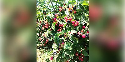 AKŞEHİR’DE KOP DESTEKLİ BÖĞÜRTLEN BAHÇELERİNDE HASAT SEVİNCİ