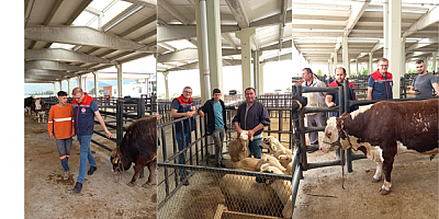AKŞEHİR’DE KURBAN BAYRAMI ÖNCESİ HAYVAN PAZARI DENETİMLERİ SIKILAŞTIRILDI