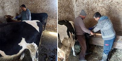 AKŞEHİR’DE ŞAP VE BRUCELLA AŞILAMA ÇALIŞMALARI BAŞLADI