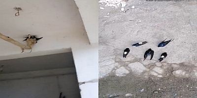 AKŞEHİR’DE SOĞUK HAVA YABAN KUŞLARINI VURDU