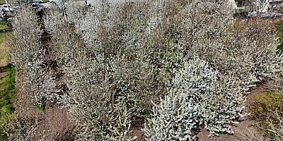 AKŞEHİR KİRAZ BAHÇELERİ BEYAZ GELİNLİĞİNİ GİYDİ: ÜRETİCİLER BU YILDAN UMUTLU