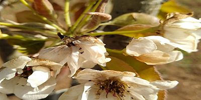 İLÇE TARIMDAN AÇIKLAMA: %90-95 ORANINDA ZARAR 
