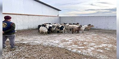 ILGIN’DA ÇALINAN 48 KOYUN JANDARMA TARAFINDAN BULUNDU