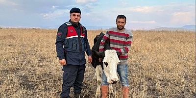 KAYIP BÜYÜKBAŞ HAYVANI JANDARMA BULDU