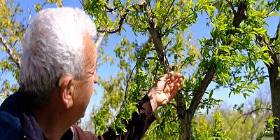 KONYA OVASI'NDAKİ MEYVE BAHÇELERİNİ DON VURDU