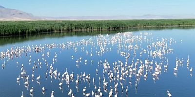 KURUMA RİSKİ ALTINDAKİ GÖLÜN 'DERT ORTAĞI', ALLI TURNALAR 