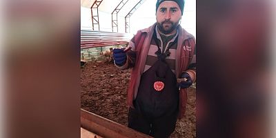  ŞAP HASTALIĞINA YÖNELİK SERO-SURVEY ÇALIŞMALARI TAMAMLANDI