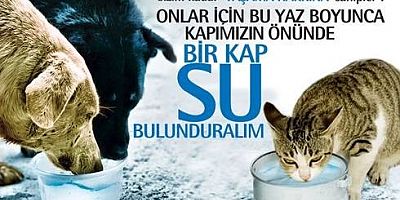 SICAKLARDA SOKAK HAYVANLARINI UNUTMAYIN, BİR KAP SU KOYUN 