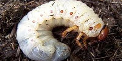 TOPRAKTAKİ SESSİZ KATİL YAYILIYOR: MAYIS BÖCEĞİ AKŞEHİR OVASINI TEHDİT EDİYOR