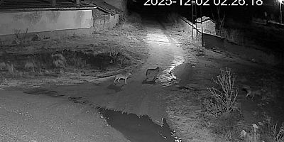 YUNAK’TA AÇ KALAN KURT SÜRÜSÜ MAHALLE MEYDANINA İNDİ